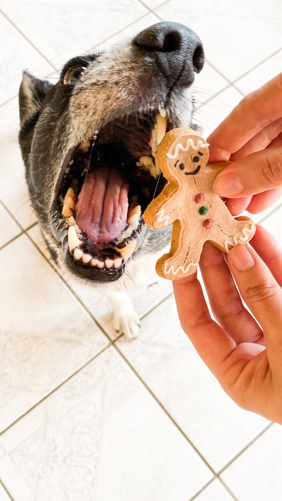 Biscoito artesanal para cães em formato de boneco gingerbread